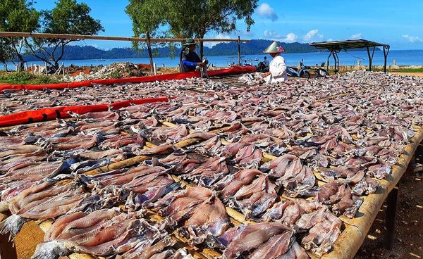 伊洛瓦底省吉叻县区6月份内向仰光市输送出海鱼鱼干8.8万缅斤