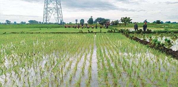 曼德勒省密铁拉县区今年规划种植雨季稻1.3多万英亩