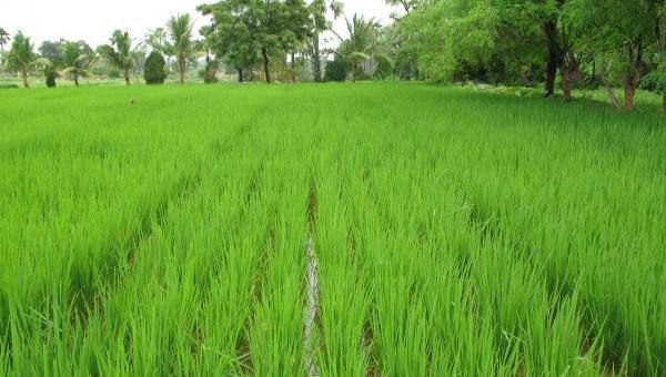 孟邦穆洞县区今年雨季已完成5万多英亩雨季稻的种植工作