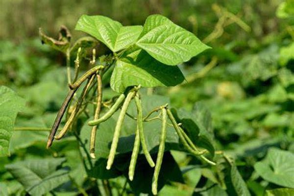 实皆省蒙育瓦县区在今年雨季期间已完成3千多英亩绿豆种植工作