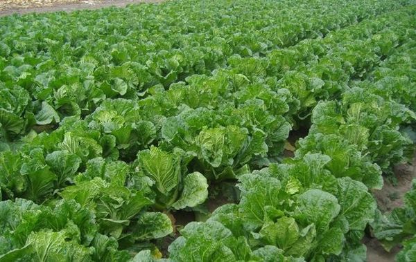 实皆省瑞帽县区皎苗分县区今年雨季完成2,001英亩蔬菜种植工作