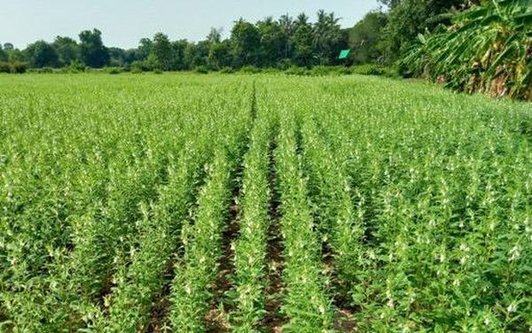 马奎省东墩基县区完成各种雨作物近13万英亩的种植工作