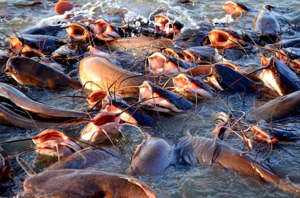 伊洛瓦底省纳不打县区今年6月向仰光市输送出鲇鱼8.5万缅斤