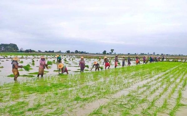 实皆省果林专区今年雨季期间已完成6千多英亩雨季稻种植工作