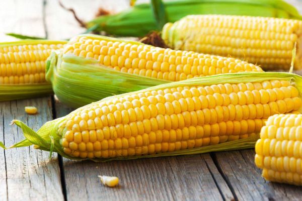 马奎省上敏拉县区甜玉米大量上市农民们收益良多