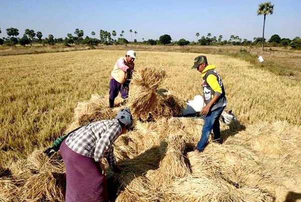 实皆省格礼专区完成4千多英亩夏季稻的收割工作