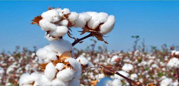 实皆省敏牧县区完成雨棉花1千多英亩的种植工作
