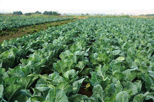 实皆省实皆县区完成雨蔬菜3千多英亩的种植工作