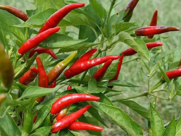 曼德勒省央米丁县区今年雨作物季节中种植了辣椒1.3万多英亩