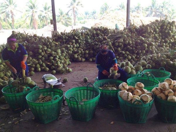 伊洛瓦底省毛淡棉遵县区6月份向仰光大都市输送出57万颗椰子