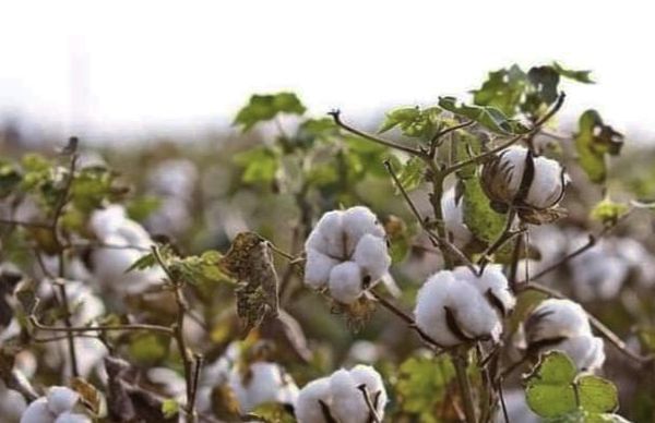 今年缅甸全国将种植61万英亩棉花其中包括长纤维棉花47万英亩