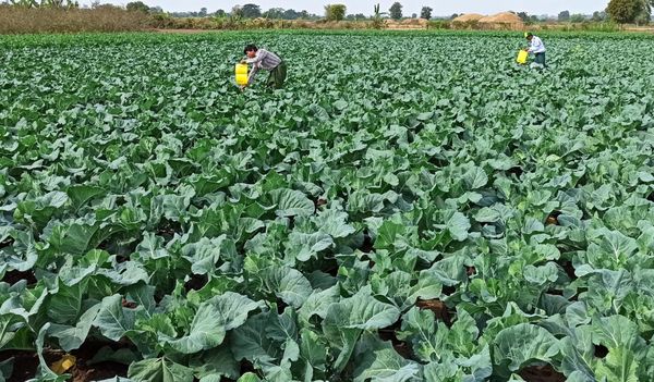 伊洛瓦底省宫漂县区今年今年雨季完成1千多英亩雨蔬菜种植工作