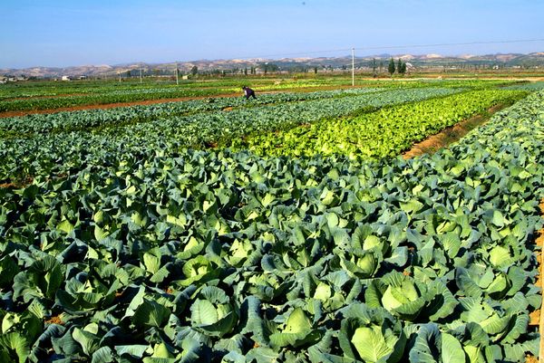马奎省本漂县区今年雨季完成了各种蔬菜831英亩的种植工作