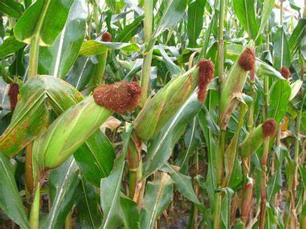 实皆省苗县今年雨季期间已完成小米玉米作物3千多英亩种植工作
