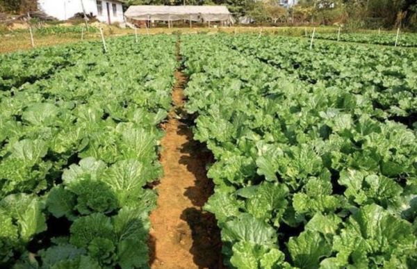 实皆省茂叻专区今年雨季期间已完成近2千多英亩雨蔬菜种植工作