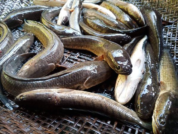伊洛瓦底省博加礼县区今年6月向仰光市输送出鳢鱼7.8万缅斤