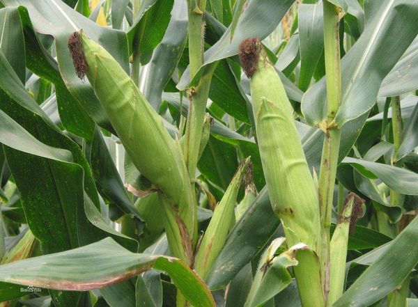 伊洛瓦底省勃生专区今年雨季将种植1千多英亩玉蜀黍