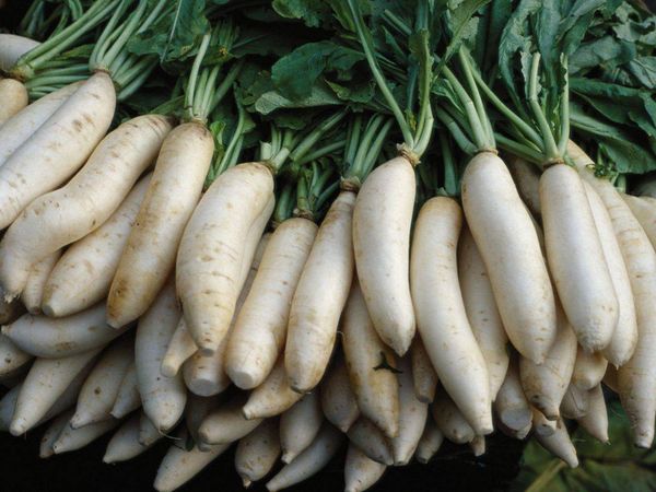 伊洛瓦底省姜贡县区当地出产的白萝卜销路良好