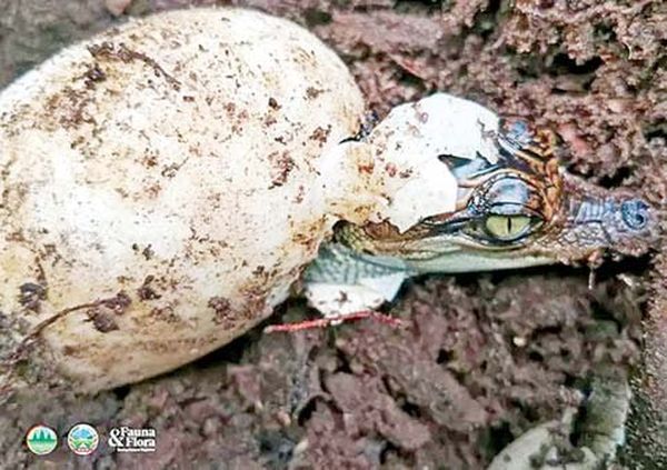 柬埔寨国家内发现珍稀生物品种暹罗鳄的巢穴