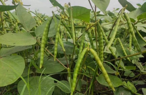 马奎省本漂县区当地农夫们种植了雨前绿豆2千多英亩