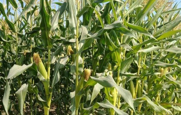 实皆省淡色县区今年雨季完成了玉米玉蜀黍7千多英亩种植工作