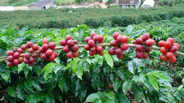 克伦邦兰贝县区咖啡作物种植情况