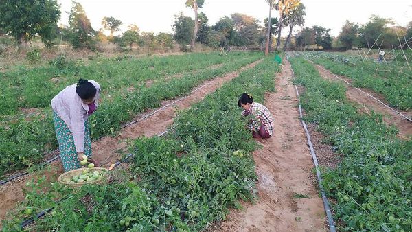 曼德勒省央米丁县区今年雨季种植了近2千英亩厨房作物