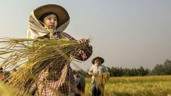 伊洛瓦底省毛淡棉遵县区6月向仰光输送出稻谷8.6万缅箩