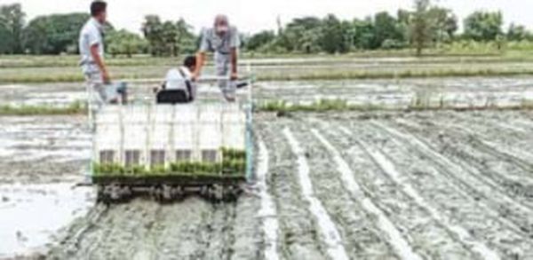 马奎省谬地县区采用插秧机示范雨季稻种植工作