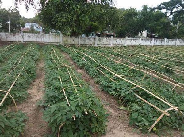 伊洛瓦底省勃生专区今年雨季期间将种植4千多英亩厨房作物