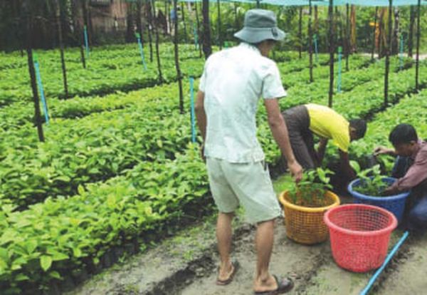 德林达依省德林达依县区作为间种作物种植了咖啡可可227英亩