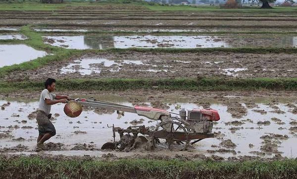 克钦邦因洪涝灾害损毁的农田将在本月底全部完成重新种植工作