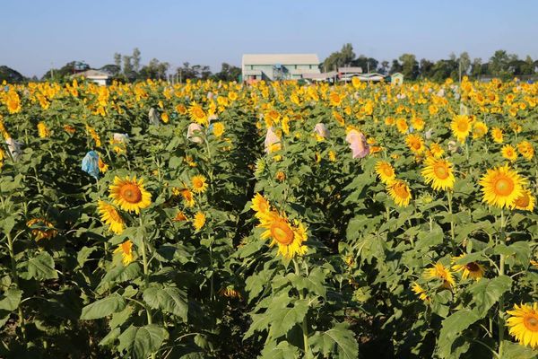 仰光省今年冬季将种植向日葵1万多英亩