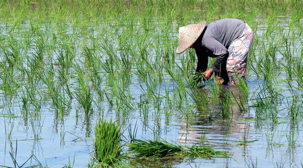 实皆省格礼县区今年雨季完成了雨季稻9.1万多英亩的种植工作