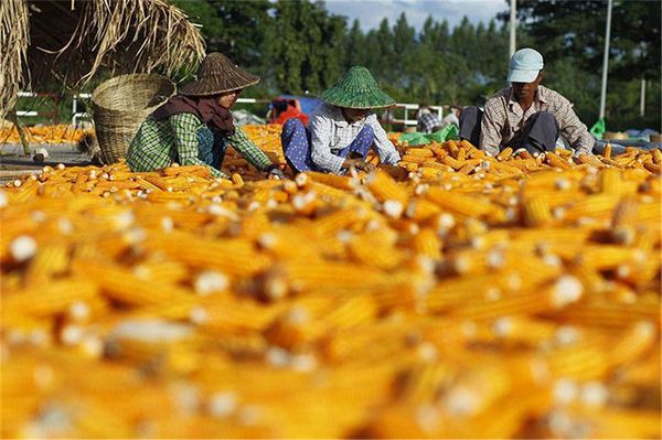 马圭省上敏纳县区农村地区种植玉米玉蜀黍作物获得好收益