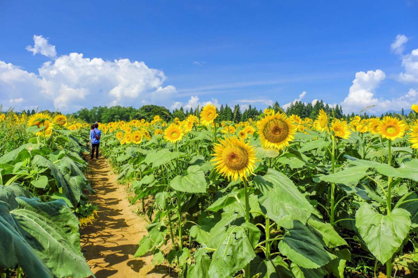 实皆省茵马宾专区今年雨季已完成了雨向日葵1万多英亩种植工作