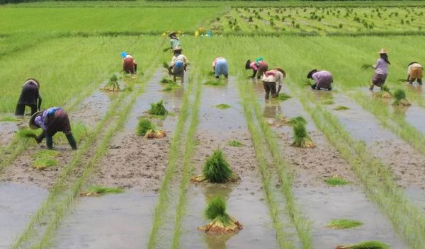 伊洛瓦底省额布都县区今年雨季已完成雨稻14多万英亩种植工作