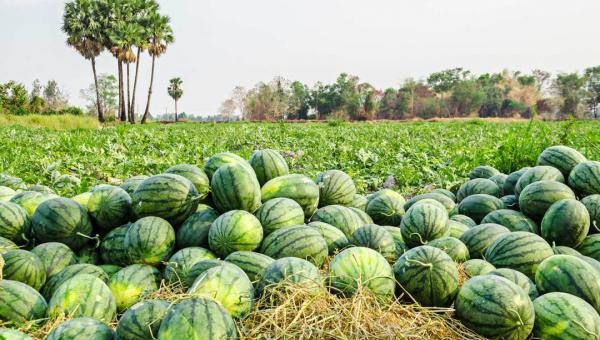 马圭省敏巫县区乡村地区种植西瓜的农民们获益良多