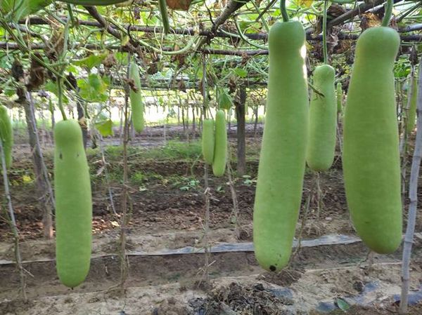 实皆省板卯县区今年雨季已完成2千多英亩雨蔬菜种植工作