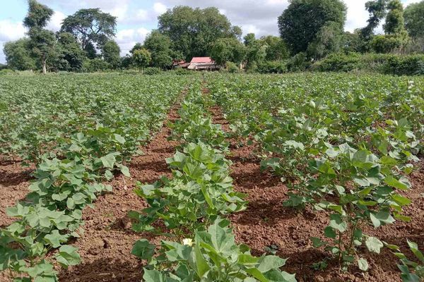 曼德勒省密铁拉县区已完成雨末长纤维棉花5千多英亩的种植工作