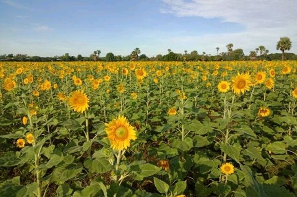 内比都达贡县区今年冬季规划种植各种油料作物2万多英亩