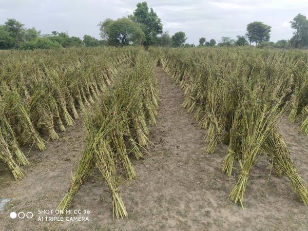 实皆省布达林县区完成雨芝麻3万多英亩的采收工作