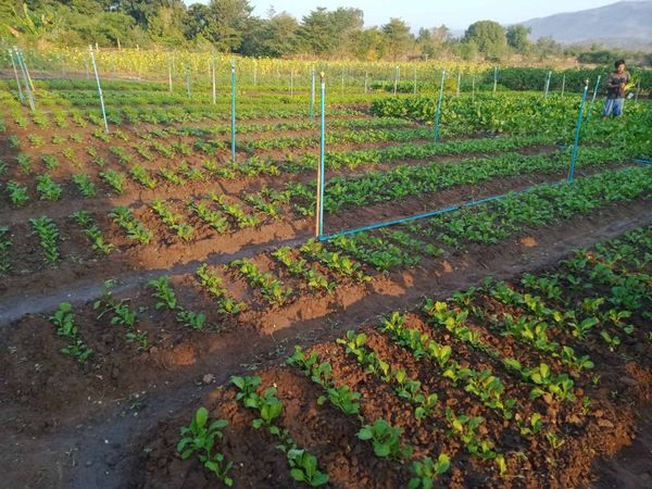 实皆省茂叻专区今年雨季种植了各种蔬菜2,590英亩