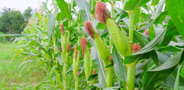 马圭省上敏纳县区乡村地区玉蜀黍作物种植情况