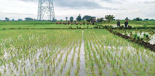 实皆省杰沙县区今年雨季完成3.8万多英亩雨季稻种植工作