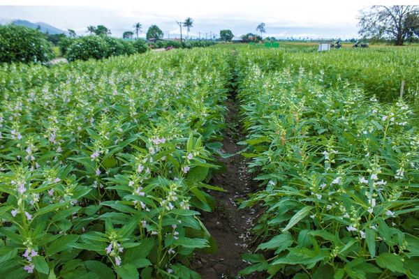 实皆省蒙育瓦县区完成雨芝麻1万英亩采收工作单位产量18缅箩