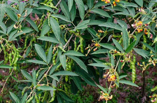 曼德勒省皎勃都县区今年雨季种植的木豆作物正在茁壮成长之中