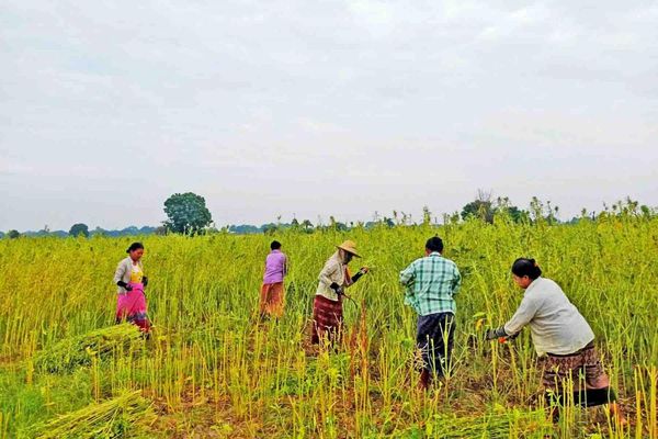 马圭省本漂县区今年种植的雨作物已有近3.8万英亩完成采收工作