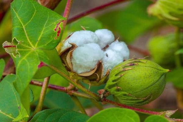 马圭省昂兰专区今年雨季种植了长纤维棉花5万多英亩