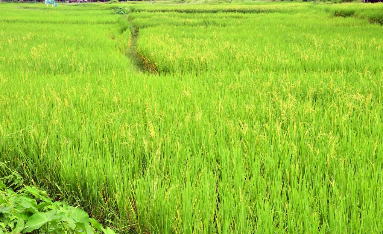 实皆省遵纳县区今年冬季期间已种植各种冬作物4.3万多英亩